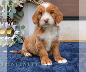 Goldendoodle (Miniature) Puppy for sale in NARVON, PA, USA