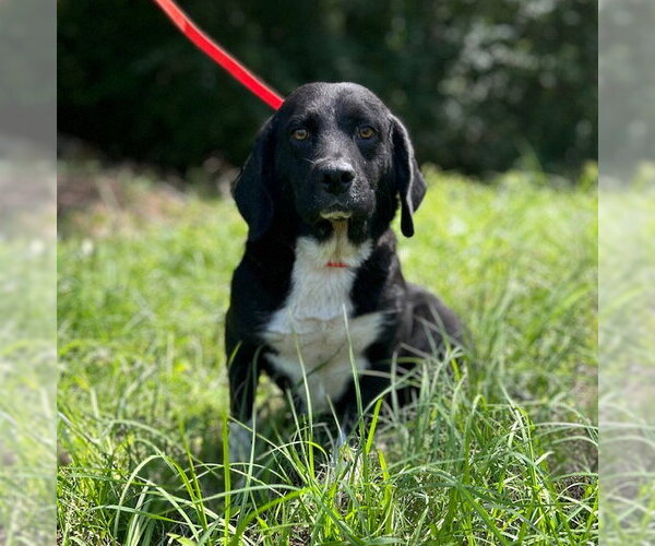 Medium Photo #1 Bagle Hound Puppy For Sale in Wetumpka, AL, USA