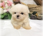 Small Photo #2 Maltese Puppy For Sale in SAN FRANCISCO, CA, USA