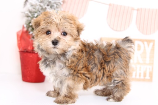 Medium Photo #1 Morkie Puppy For Sale in NAPLES, FL, USA
