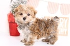 Small Photo #1 Morkie Puppy For Sale in NAPLES, FL, USA