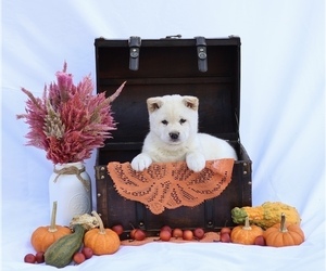 Shiba Inu Puppy for sale in PLATTEVILLE, WI, USA