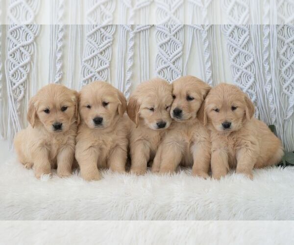 Medium Photo #3 Golden Retriever Puppy For Sale in NEWPORT, PA, USA