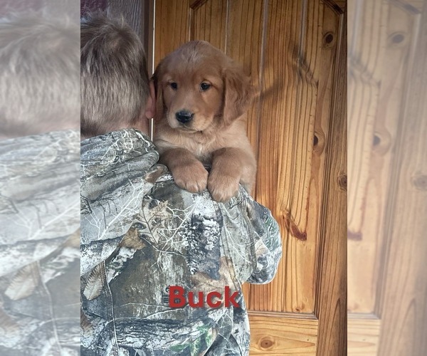 Medium Photo #2 Golden Retriever Puppy For Sale in BURNS, KS, USA