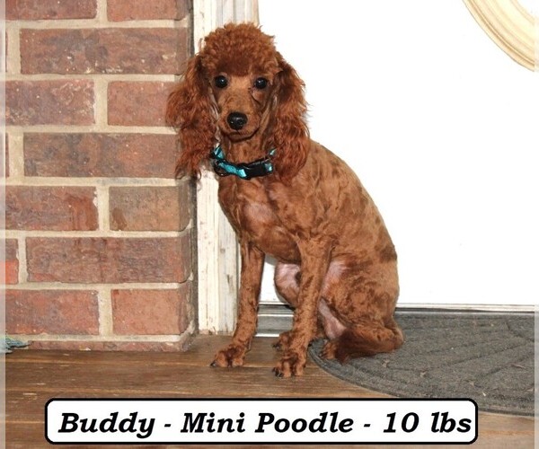 Medium Photo #1 Cavapoo (Miniature) Puppy For Sale in CLARKRANGE, TN, USA