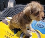 Small Photo #6 Schnauzer (Miniature) Puppy For Sale in BRYANT, AL, USA