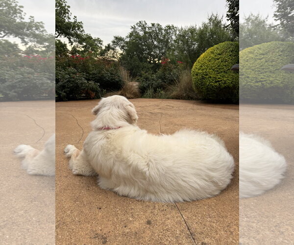 Medium Photo #4 Great Pyrenees Puppy For Sale in Dallas, TX, USA
