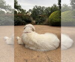 Small #3 Great Pyrenees