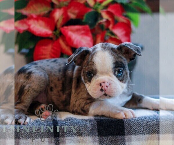 Medium Photo #3 Boston Terrier Puppy For Sale in MYERSTOWN, PA, USA
