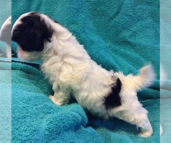 Medium Photo #3 Shih Tzu Puppy For Sale in BURLINGTON, KY, USA