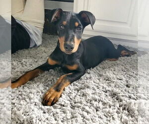 Doberman Pinscher-Unknown Mix Dogs for adoption in Lakewood, CO, USA