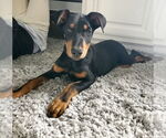 Small Doberman Pinscher Mix
