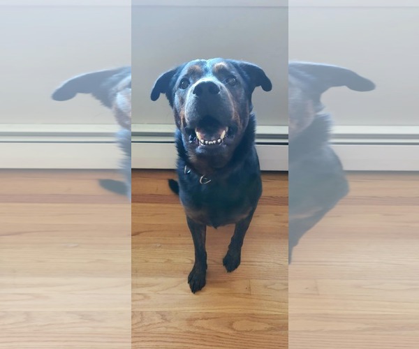 Medium Photo #9 Rottweiler-Unknown Mix Puppy For Sale in Hillsboro, NH, USA