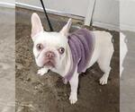 Small French Bulldog