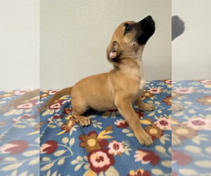 Bobbie Jo - Female Chihuahua-Unknown Mix Dog for Adoption - Photo #4