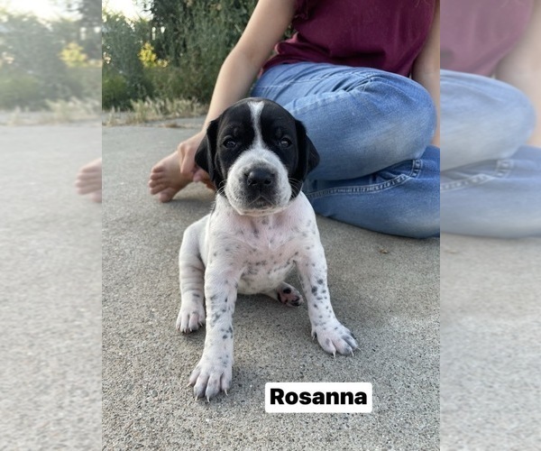 Medium Photo #13 Pointer Puppy For Sale in SACRAMENTO, CA, USA