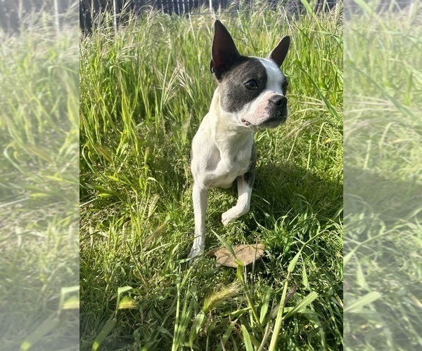 Medium Photo #1 Boston Terrier Puppy For Sale in OROVILLE, CA, USA