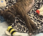 Small #2 Boxer