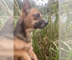 Chiweenie Dogs for adoption in VENETA, OR, USA