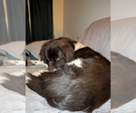 Small #3 Newfoundland