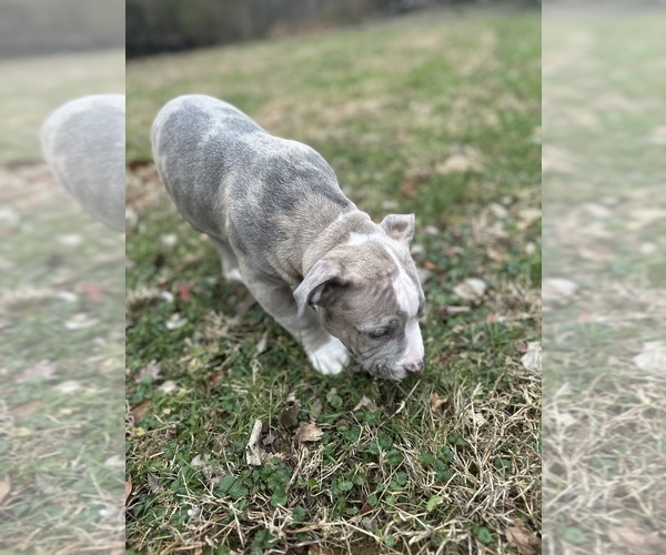 Medium Photo #14 American Bully Puppy For Sale in LANCASTER, PA, USA