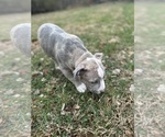 Small #13 American Bully
