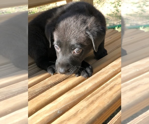 Medium Photo #4 Labrador Retriever Puppy For Sale in SPENCER, TN, USA