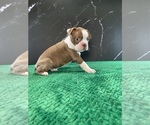 Small Photo #2 Boston Terrier Puppy For Sale in TULARE, CA, USA