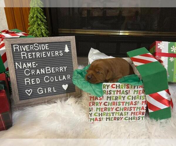 Medium Photo #10 Labrador Retriever Puppy For Sale in MOUNT AIRY, NC, USA