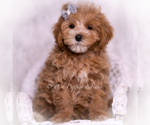 Puppy Teeko F1 Maltipoo (Toy)