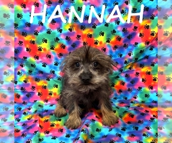 Medium Photo #3 Snorkie Puppy For Sale in HARTLAND, MN, USA