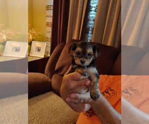 Morkie Puppy for sale in BRKN ARW, OK, USA
