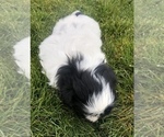 Small Photo #3 Shih Tzu Puppy For Sale in CORVALLIS, OR, USA