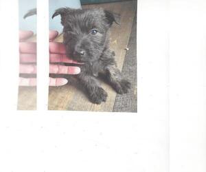 Bushland Terrier-Scottish Terrier Mix Puppy for sale in WHITEWOOD, SD, USA