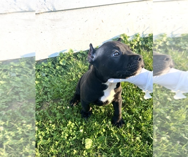 Medium Photo #3 American Bully Puppy For Sale in TOLEDO, OH, USA