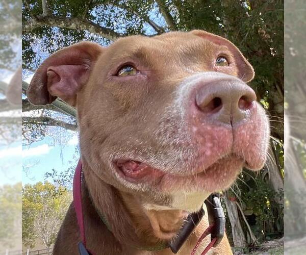 Medium Photo #3 American Staffordshire Terrier Puppy For Sale in Fort Lauderdale, FL, USA