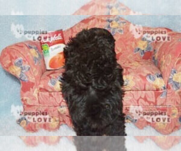 Medium Photo #18 Maltipoo Puppy For Sale in SANGER, TX, USA