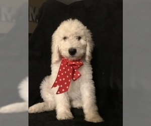 Goldendoodle-Poodle (Standard) Mix Puppy for sale in MARTIN, MI, USA