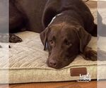 Small #1 Labrador Retriever Mix