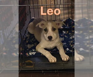 Alaskan Malamute-Labrador Retriever Mix Dogs for adoption in Sheboygan, WI, USA