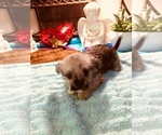 Small Photo #1 ShiChi Puppy For Sale in LEBANON, OR, USA