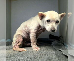 Medium Chihuahua Mix