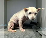 Small Chihuahua Mix