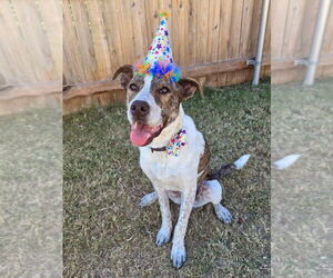 Piper FKA Alice - Female Siberian Husky-Unknown Mix Dog for Adoption - Photo #8