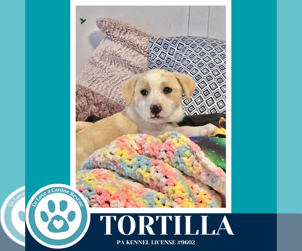 Medium Photo #4 Border Collie-Unknown Mix Puppy For Sale in Kimberton, PA, USA