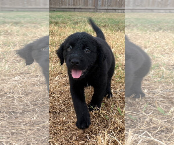 Medium Photo #1 Labrador Retriever-Unknown Mix Puppy For Sale in The Woodlands, TX, USA