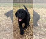 Small Labrador Retriever Mix