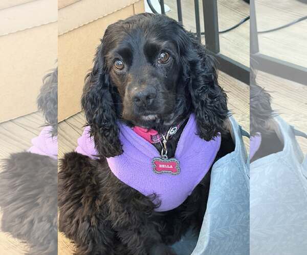 Medium Photo #3 Cocker Spaniel-Unknown Mix Puppy For Sale in Arlington, VA, USA