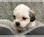 Small #3 Zuchon