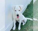 Small #8 Labrador Retriever Mix